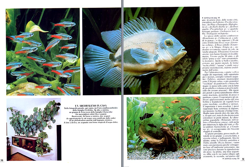 jpg_acquaridolce4.jpg