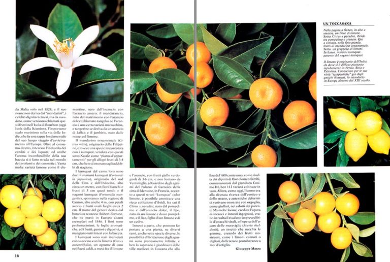 Citrus fruits varieties and cultivation in pots Monaco Nature