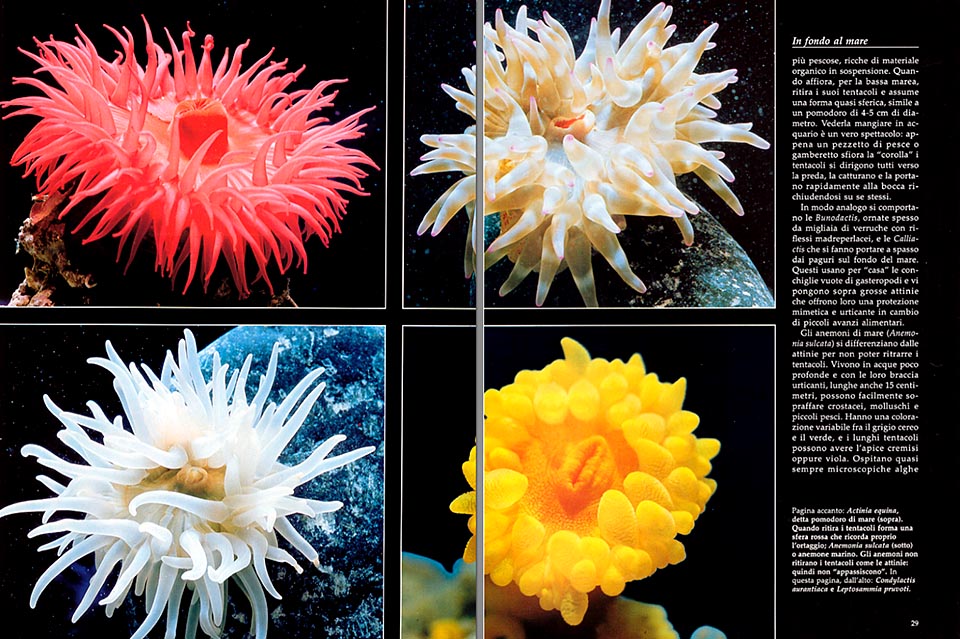 Anthozoans : sea anemones, corals and other animals resembling to flowers -  Monaco Nature Encyclopedia