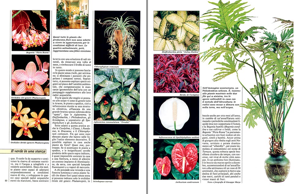 House Plants The Most Beautiful And Easiest Species Monaco Nature Encyclopedia