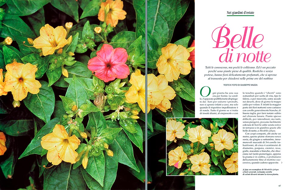 Mirabilis jalapa, Belle di notte