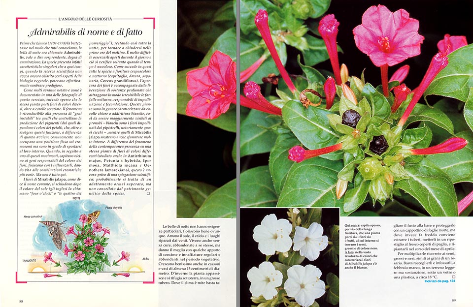 Mirabilis jalapa, Belle di notte