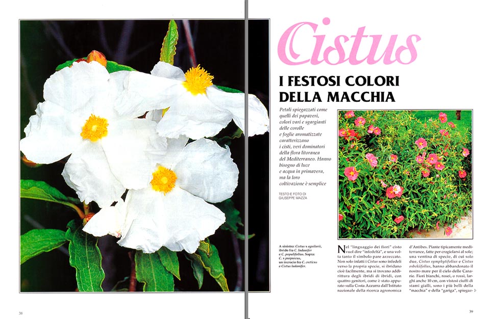 Fiori Bianchi Macchia Mediterranea.Cistus Easy In Mediterranean Climate Monaco Nature Encyclopedia