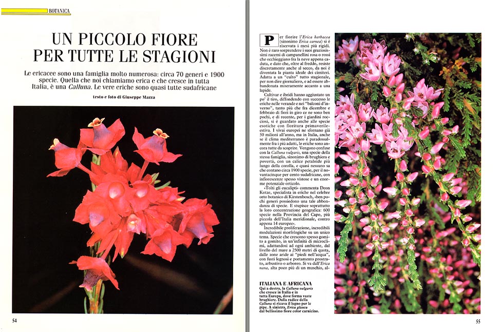 Erica: una pequeña flor para todas las estaciones - Monaco Nature  Encyclopedia