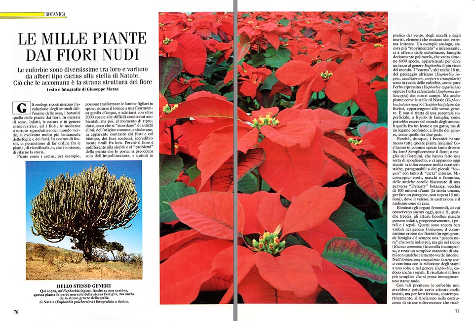 Albero Stella Di Natale.Euphorbia La Stella Di Natale Ma Anche Look Cactiformi Monaco Nature Encyclopedia