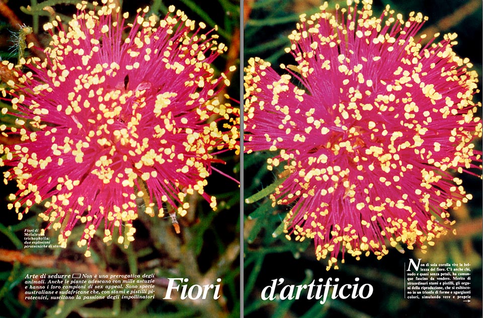 Flores fuegos artificiales: un estilo insólito para seducir a los  polinizadores - Monaco Nature Encyclopedia