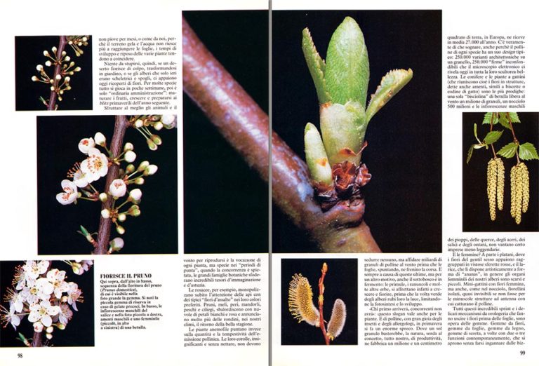 Gemma A Fiore Gemme A Legno Gemme: da fiore e da foglie sequenze d'apertura - Monaco Nature