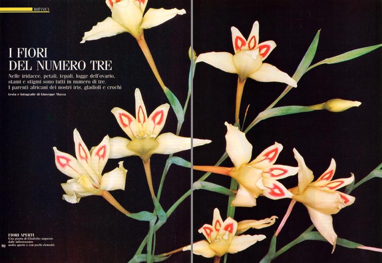 South African Iridaceae spectacular relatives of the iris Monaco