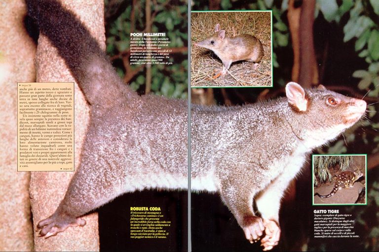 Marsupials they wait for their second birth in mum's pouch Monaco