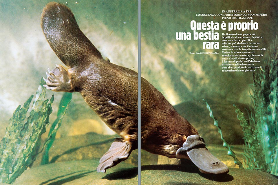 Ornitorinco Becco Da Papera Latte E Sperone Velenoso Monaco Nature Encyclopedia