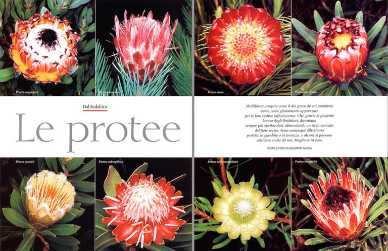 protea-beautiful-south-african-with-a-multiform-look-monaco-nature