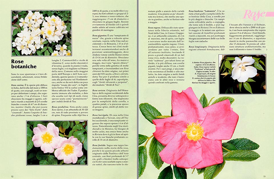 Rose semplici : hanno per lo più 5 petali  ma ben disposti - Monaco  Nature Encyclopedia