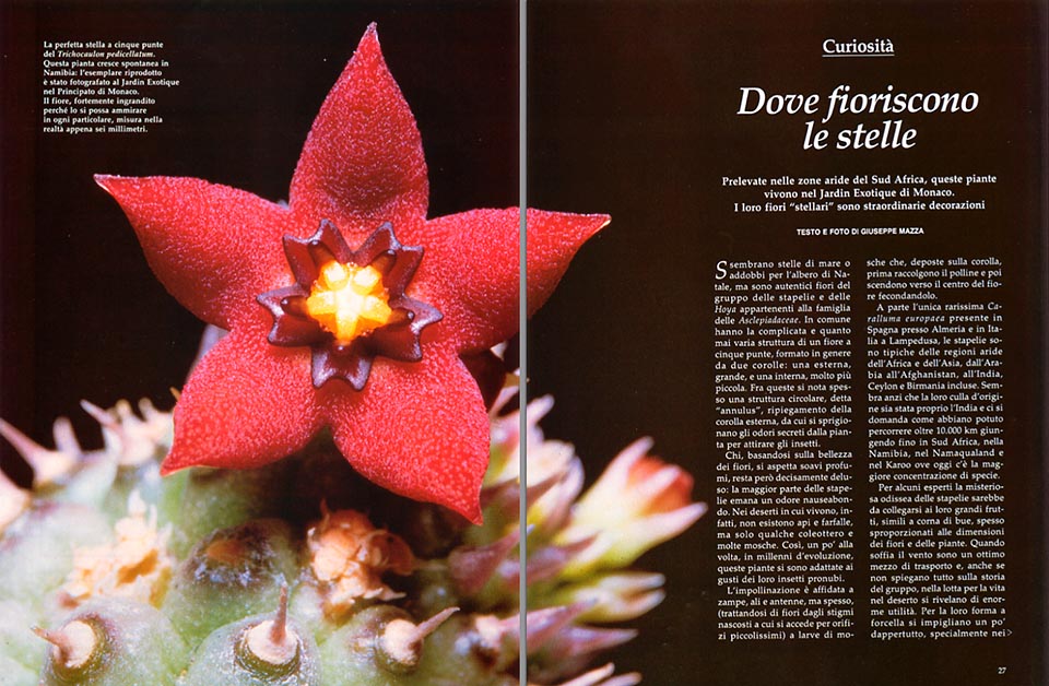 Asclepiadáceas: flores estrella - Monaco Nature Encyclopedia