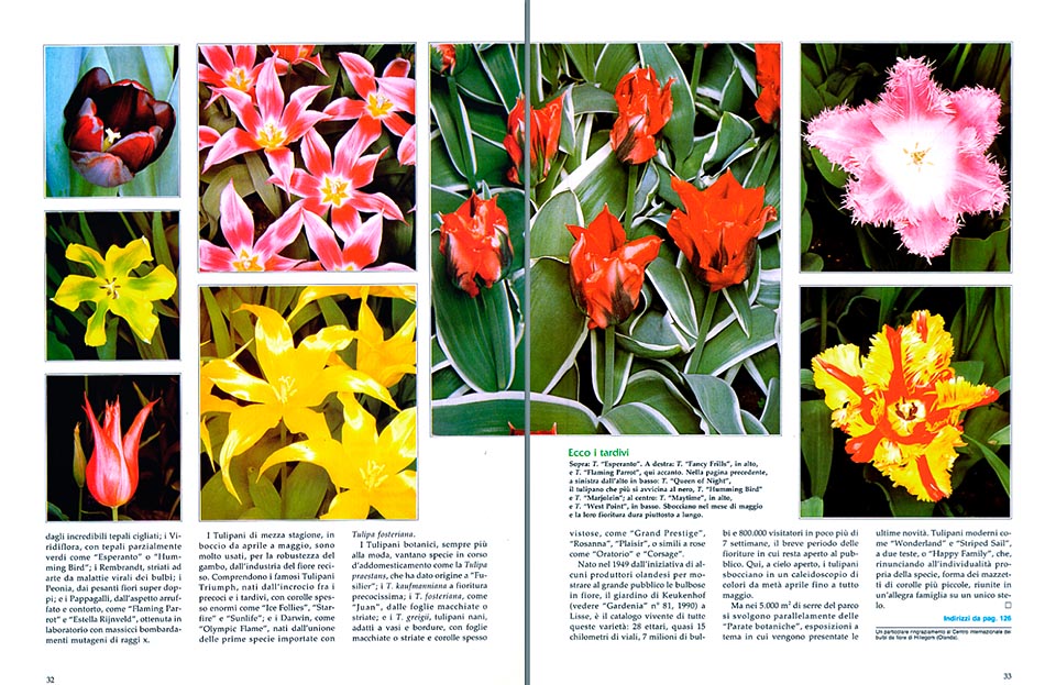 Tulipa: tulipanes de muchas cabezas, similares a rosas… y formas raras -  Monaco Nature Encyclopedia