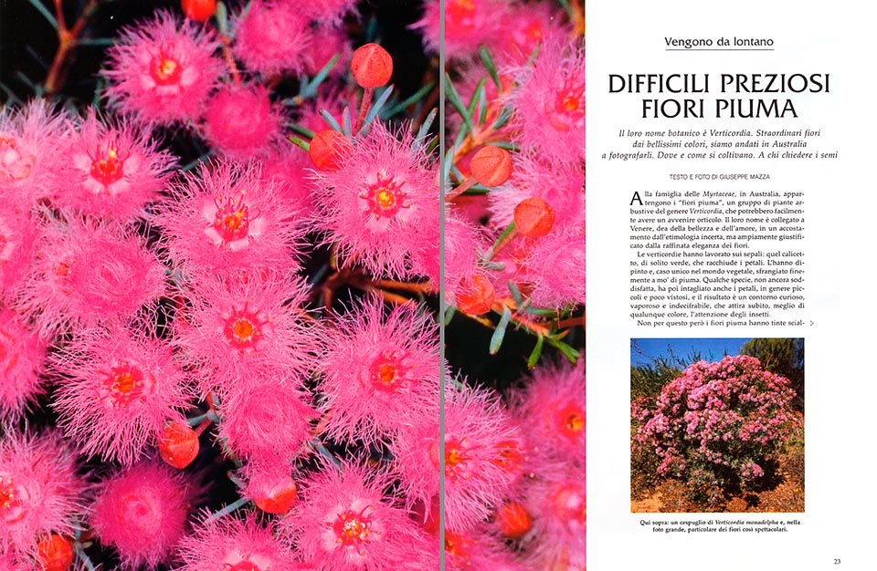 Verticordia : the “ feather flowers ” which Australia - Monaco Nature Encyclopedia