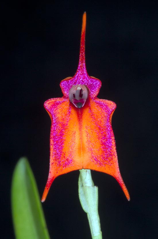 Masdevallia davisii