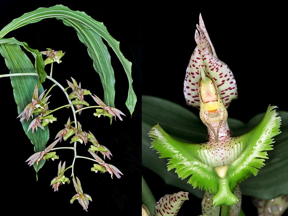 Catasetum fimbriatum hymenopterans