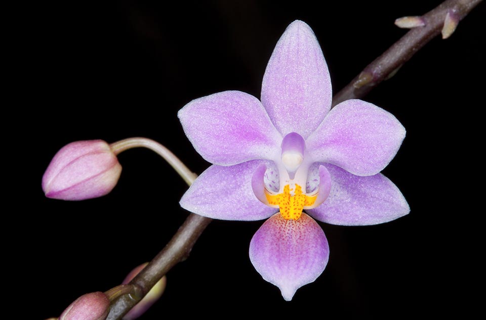 Genoma orchidee