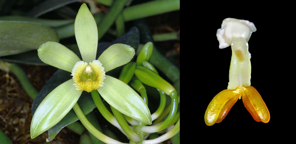Orchids pollinii