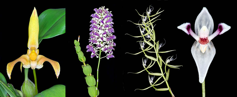 Orchidaceae : i quattro generi più ricchi di specie