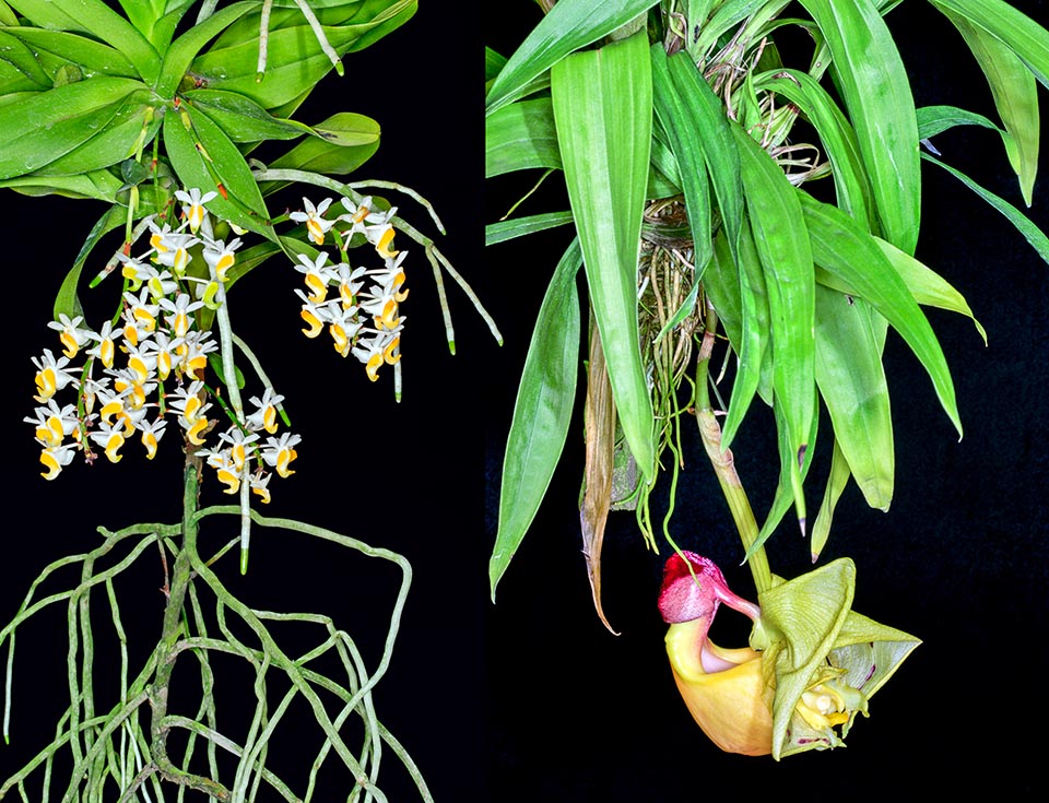 Orchidaceae profumate