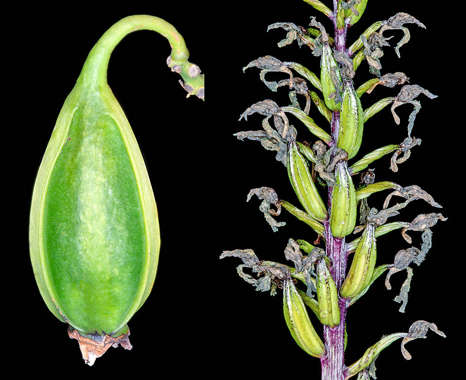 Orchids fruits