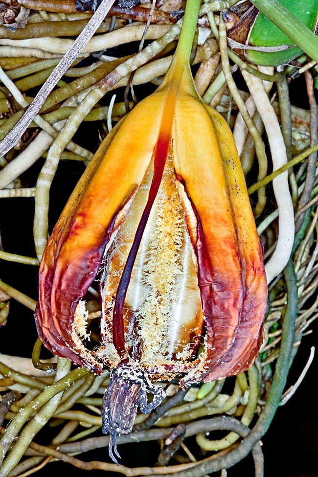 orchid seeds 