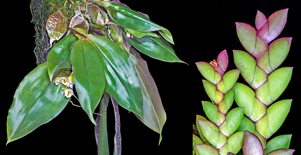 Orchids leaves