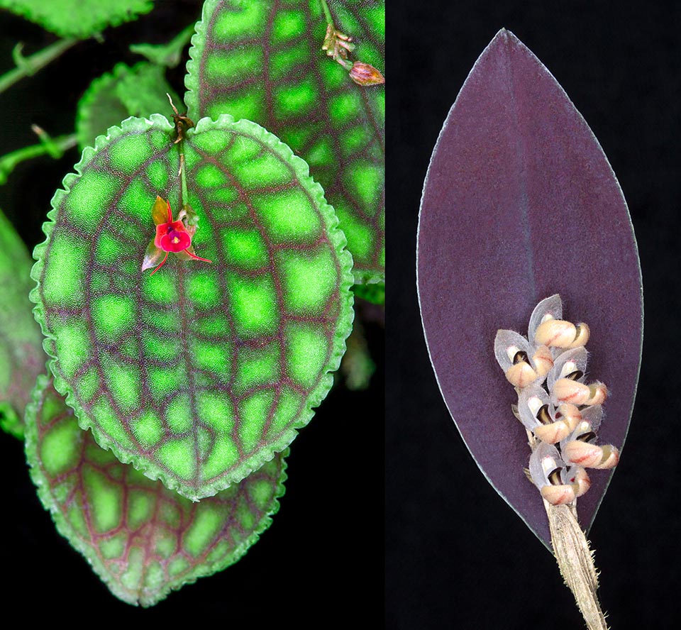 orquídeas bellas por sus hojas