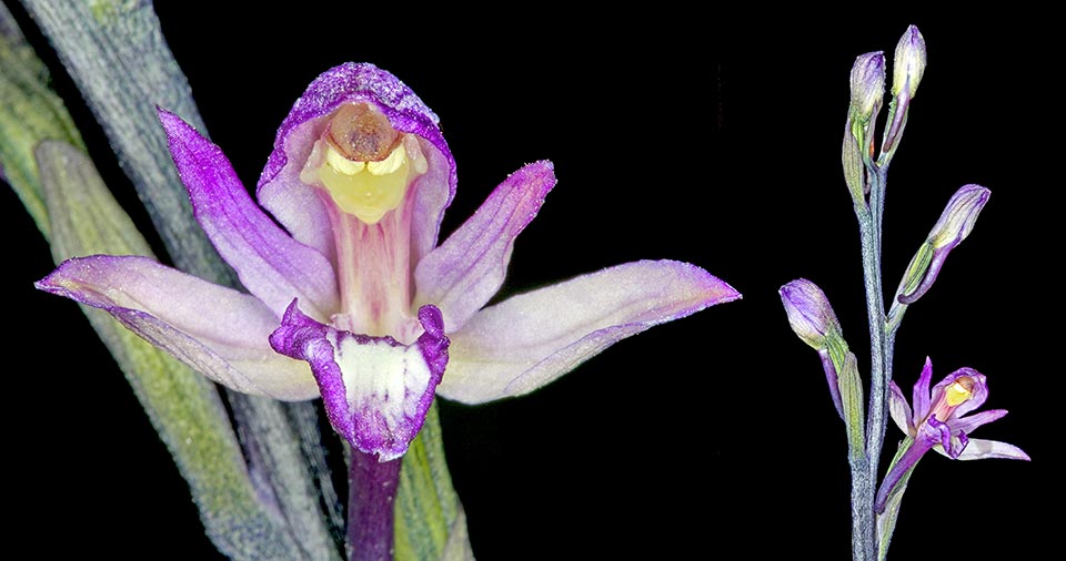 Self-pollinate orchid 