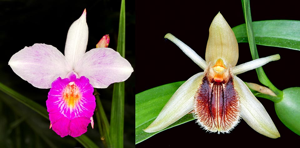 Dendrochilum latifolium var. macranthum