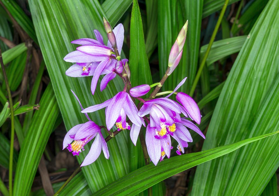 Bletilla striata