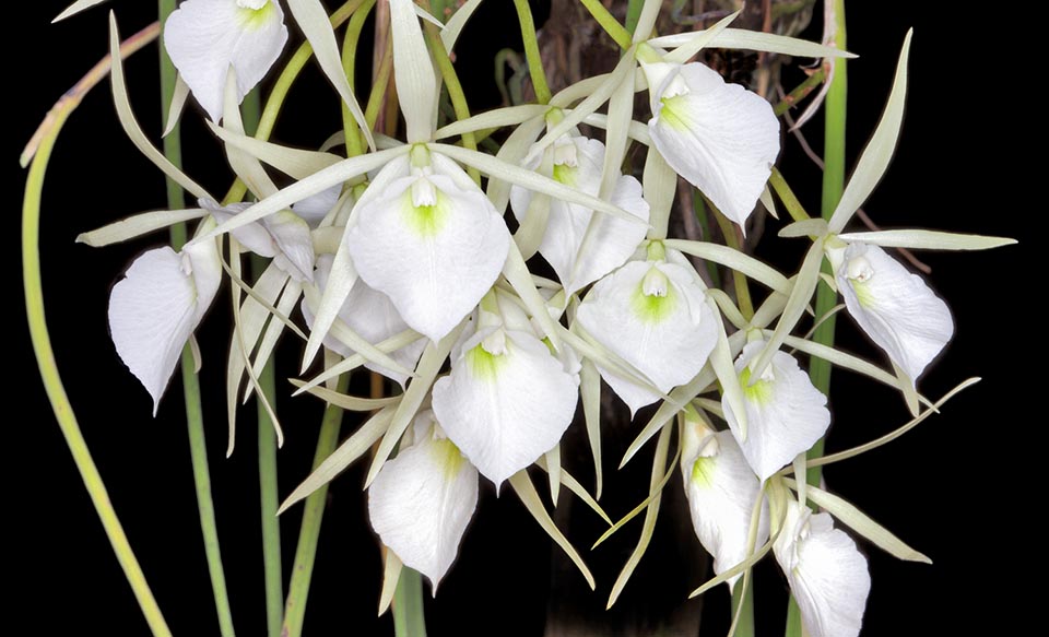 Brassavola flagellaris