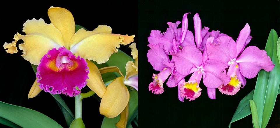 Orchids Cattleya hybrids 