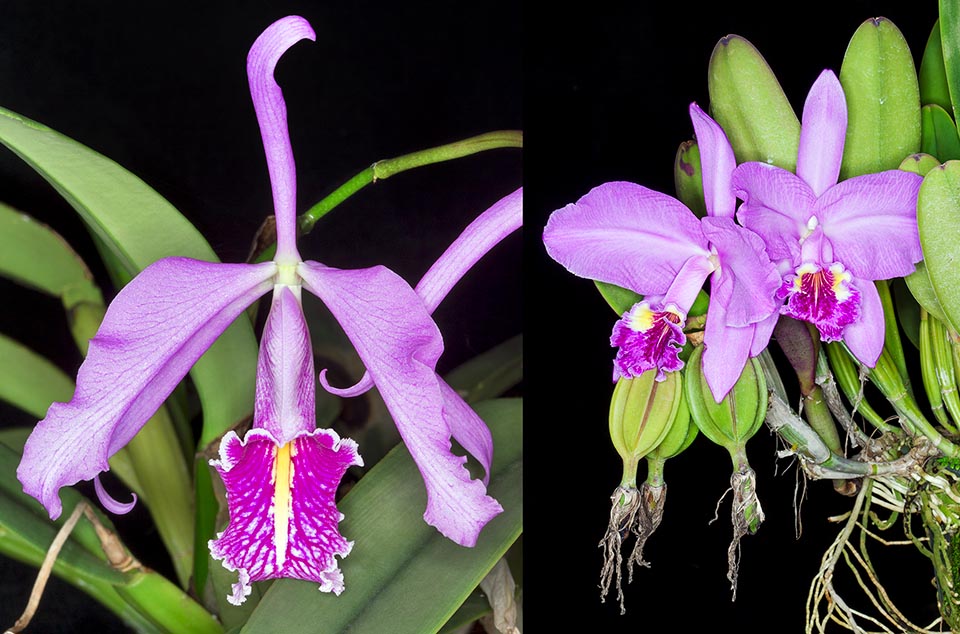 Cattleya