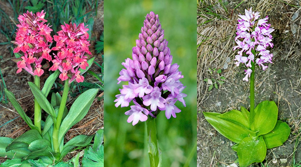 Orchids Dactylorhiza sambucina, Anacamptis pyramidalis, Orchis militaris