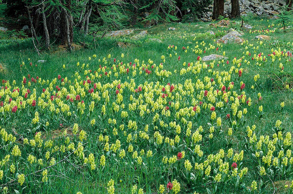 Dactylorhiza sambucina