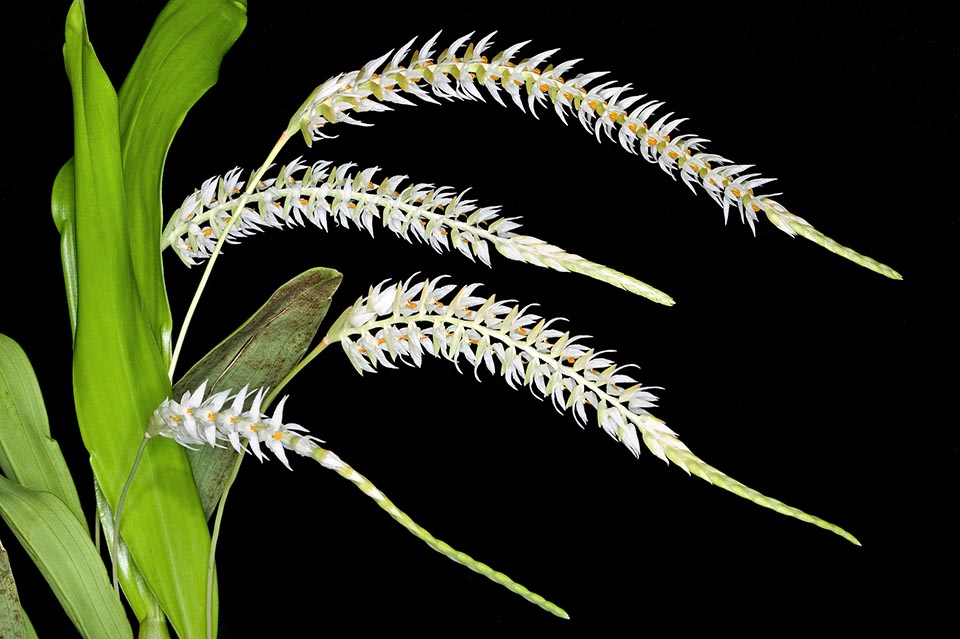 Orchidaceae insolite : Dendrochilum glumaceum