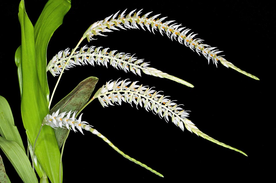 Dendrochilum glumaceum, epiphyte or lithophyte Orchids