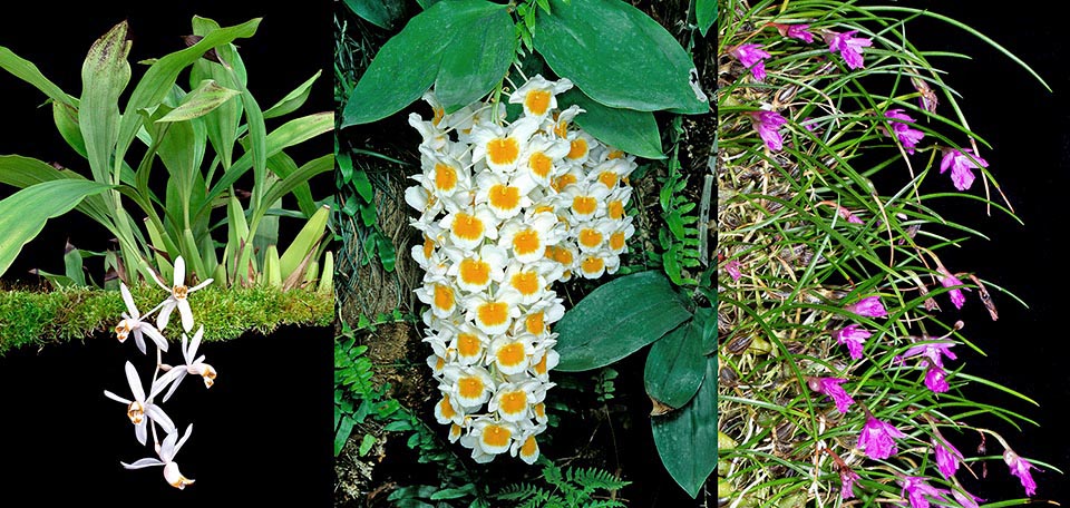 Orchidaceae epifite