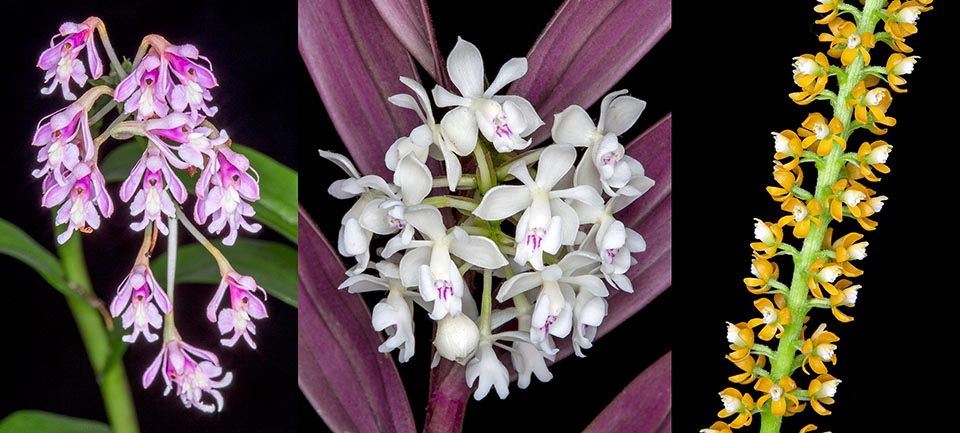 Epidendrum atacazoicum, Epidendrum hugomedinae, Epidendrum macrum