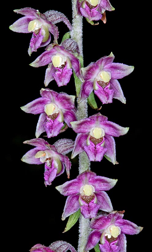 Epipactis atrorubens