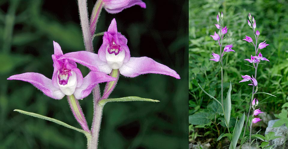 Orchidaceae forme trompeuse