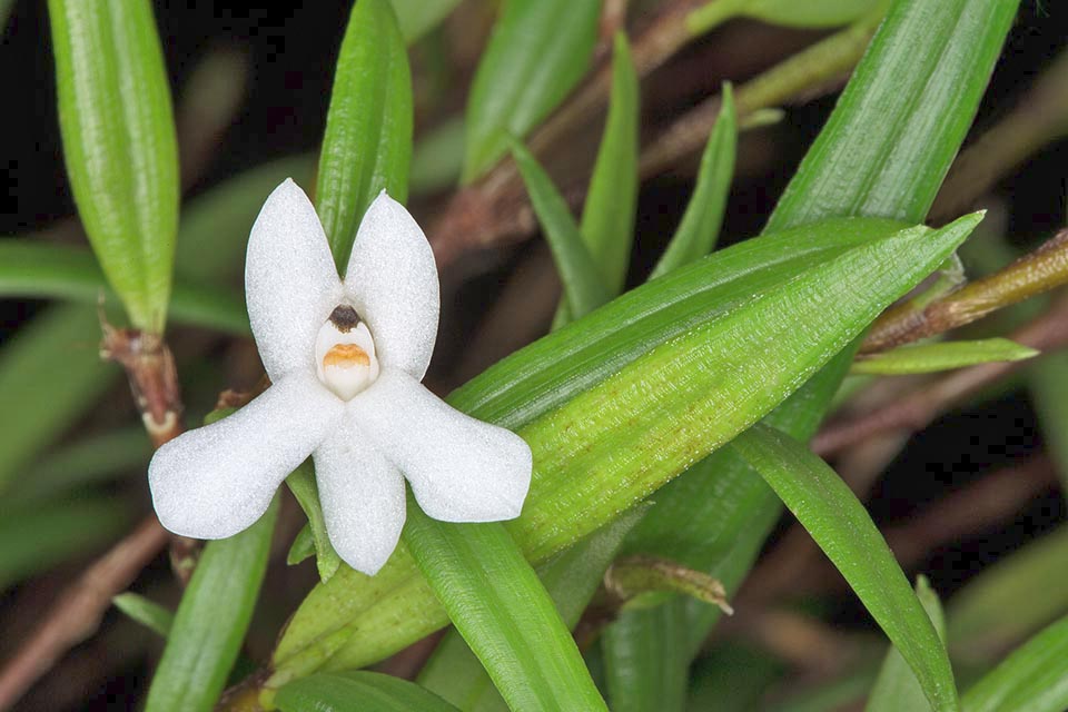 Glomera acutifolia