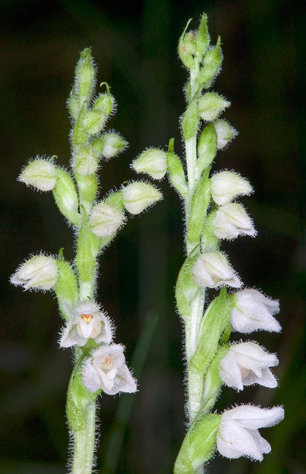 Orchidaceae dei boschi montani : Goodyera repens