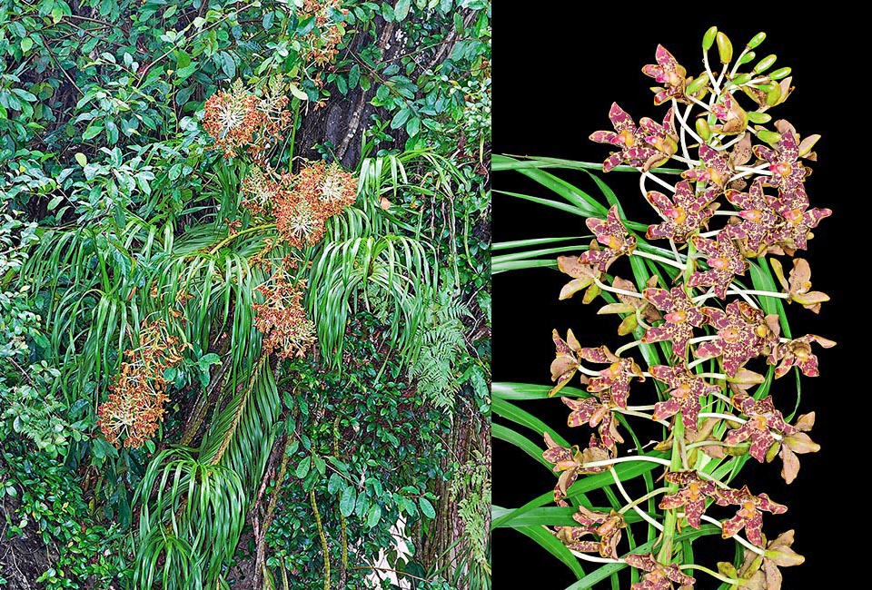 Orchidaceae giganti