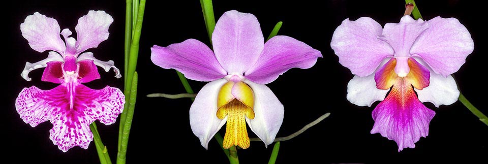 Orchids hybrid Papilionanthe 'Miss Joaquim'