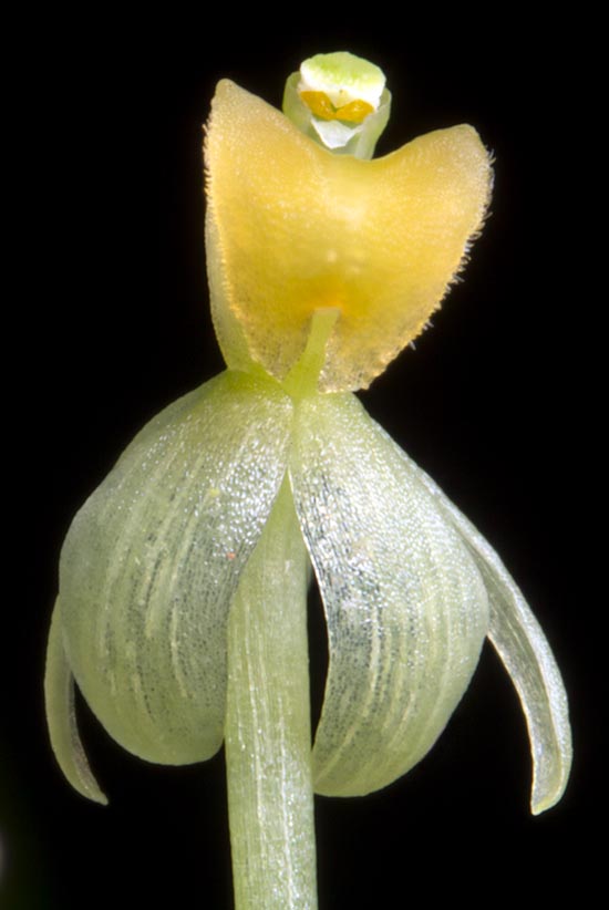Orchidaceae minuscole :Liparis condylobulbon 
