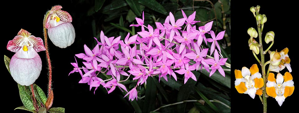 Orchidaceae litofite