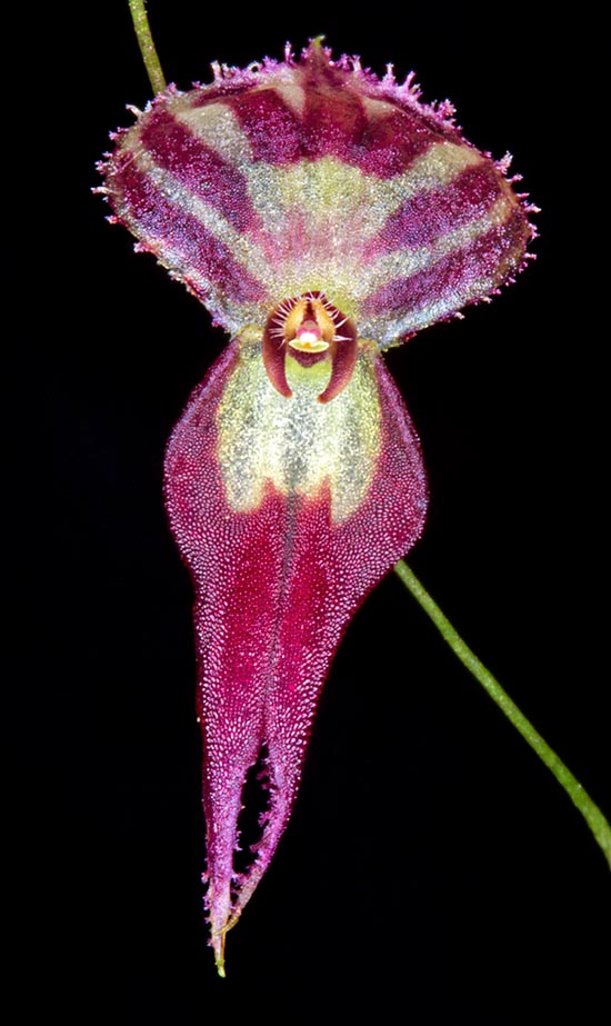 Lepanthes hatleri